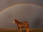 RainbowHorse(Dec)em.jpg