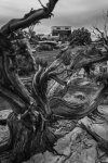 Weathered Juniper Tree Framing Truck Camper near Canyonlands.jpg